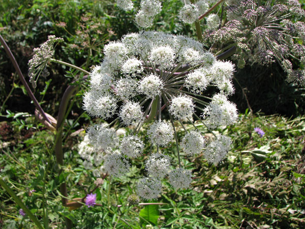 Angélique des bois