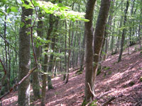 La coupe annuelle dans les parcelles du bois du Lac