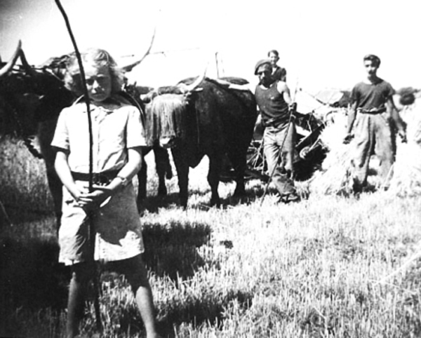 L’aiguillon à bœuf (6)