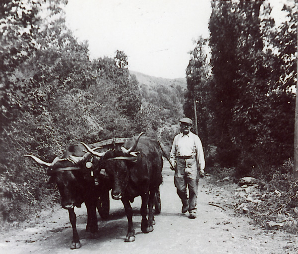 Le boeuf, auxiliaire du travail du paysan (1)