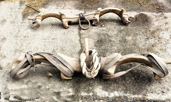 Le joug, pièce maîtresse d’un attelage de boeuf (4)