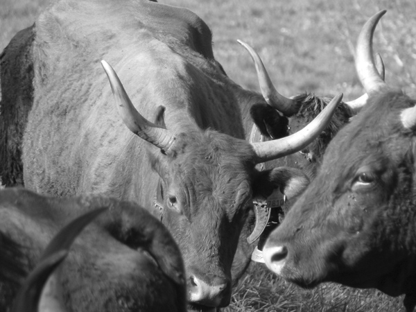 Le dressage des boeufs pour le travail agricole (3)