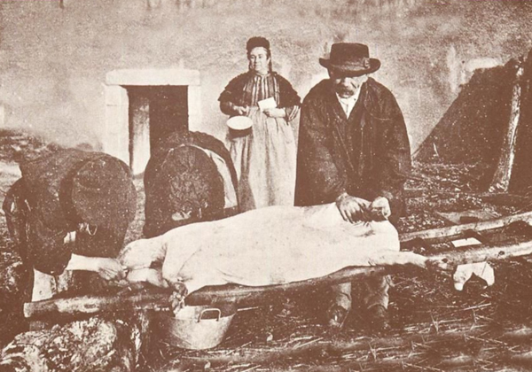 La saint cochon (2)
