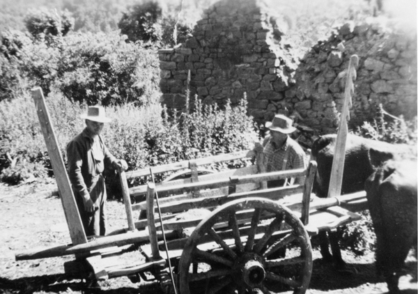 Le boeuf, l’énergie animale (2)